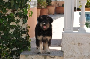 catalan sheepdog