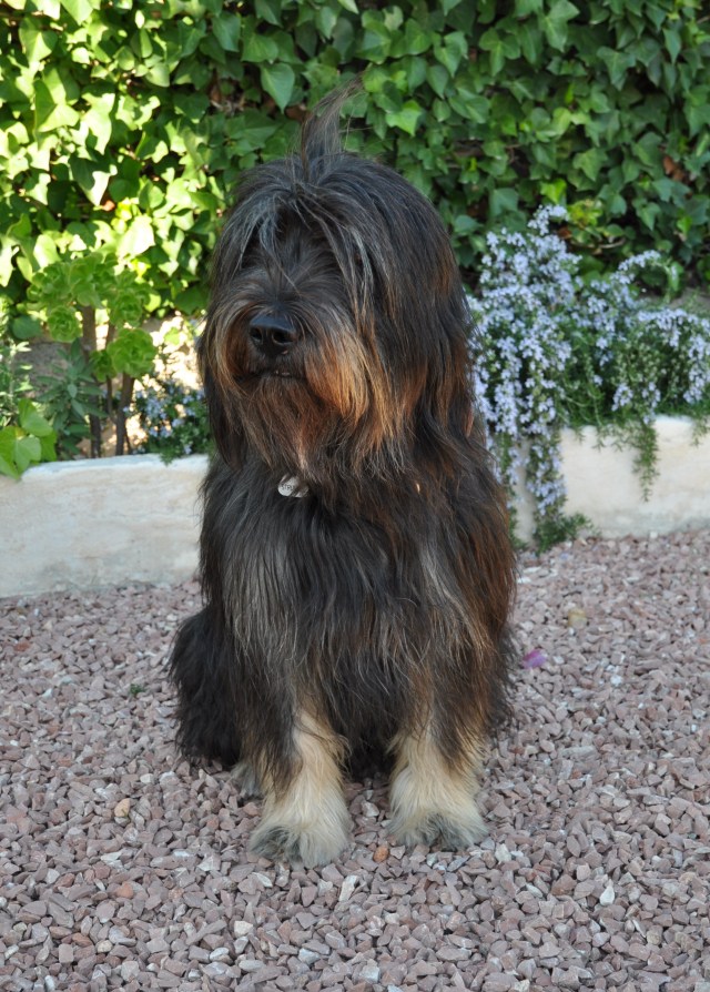 strubbel - catalan sheep dog