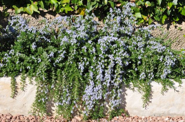 late afternoon - rosemary in blossom