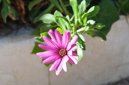osteospermum
