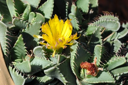 faucaria felina