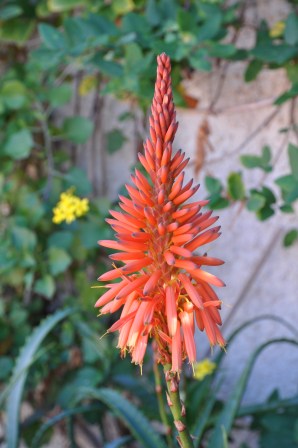 aloe arborescens