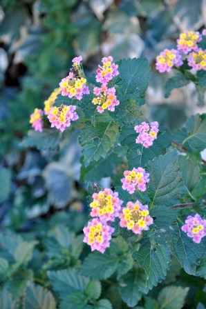 lantana