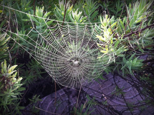 spider web