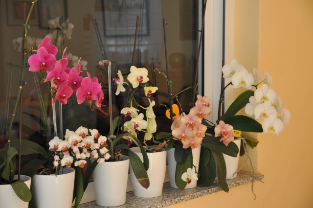 orchids
