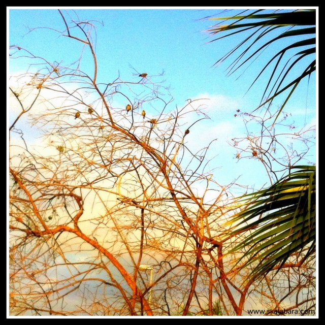 birds - skalabara.com birds