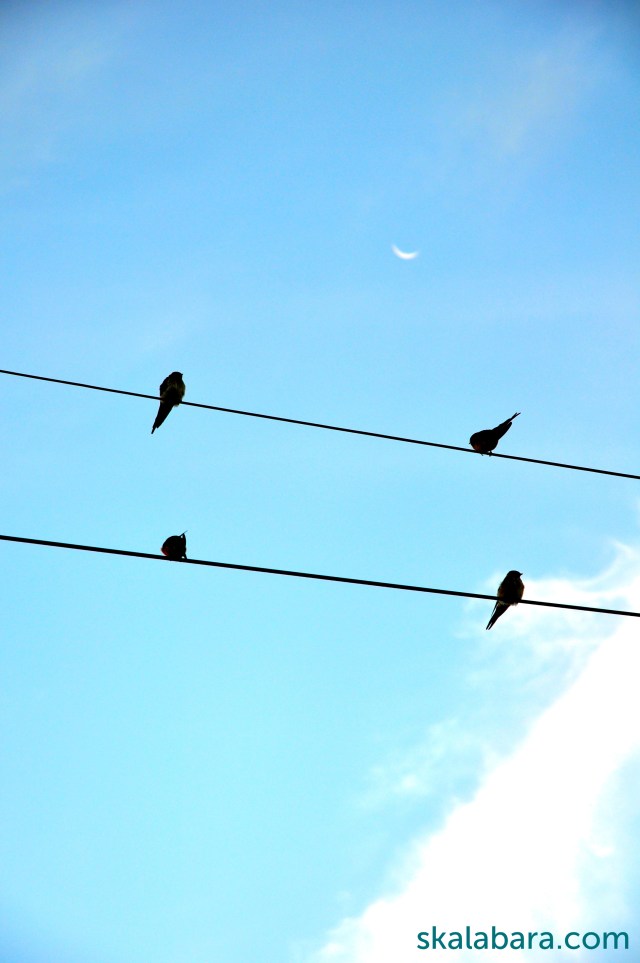 swallows and new moon - skalabara.com