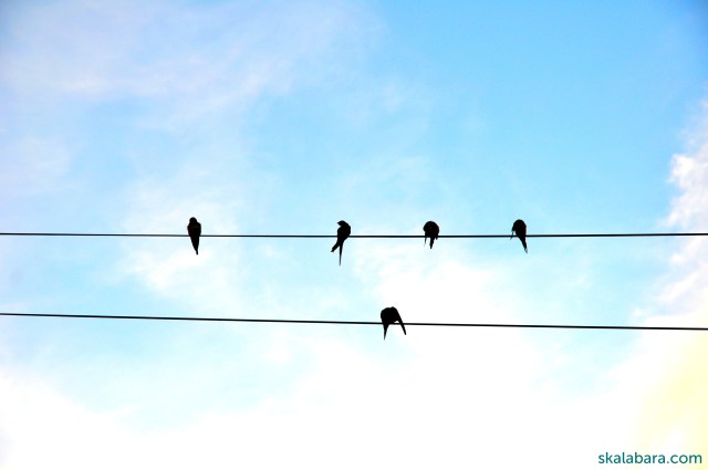 swallows - skalabara.com