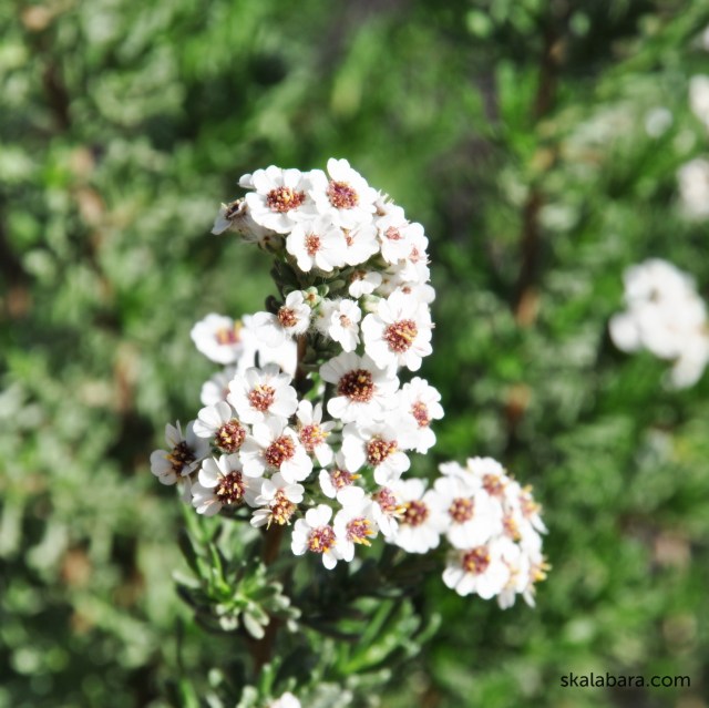 eriocephalus africanus - skalabara.com