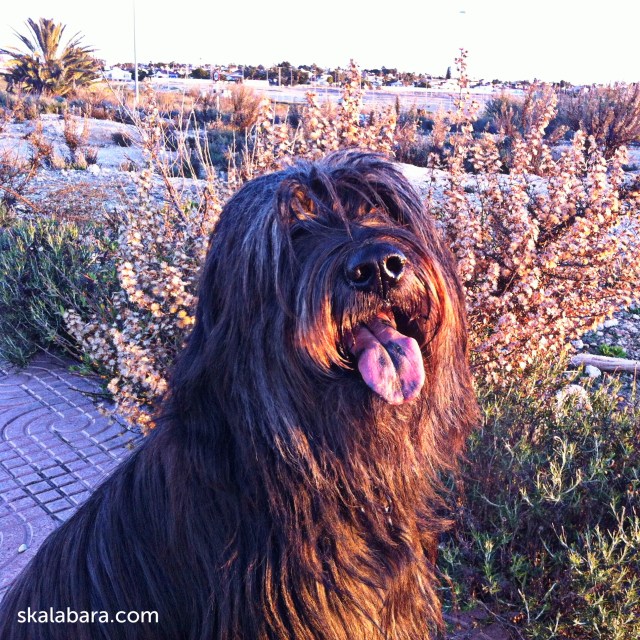 strubbel - catalan sheepdog - skalabara.com