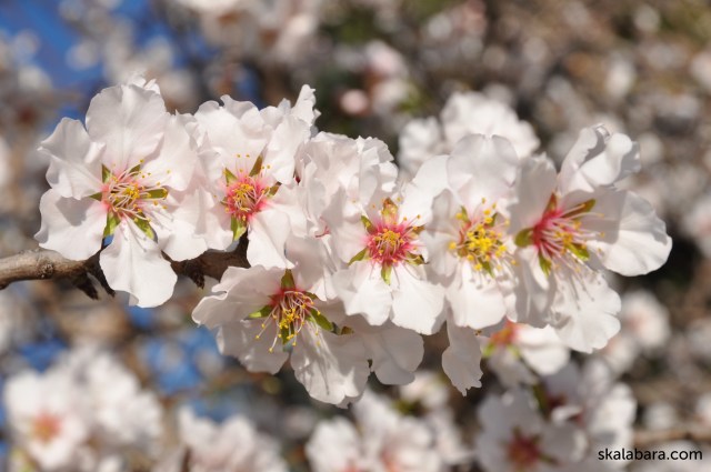 almond blossom - skalabara.com