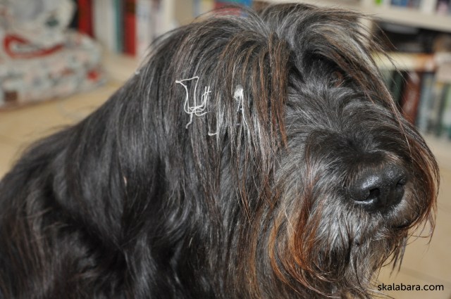 strubbel - the helping dog - skalabara.com