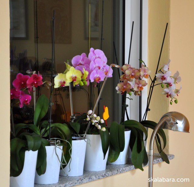 orchids - skalabara.com