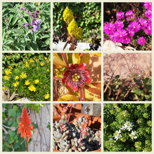 february in the garden - skalabara.com